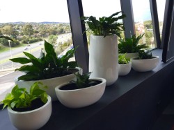 Luwasa Indoor Plant Hire