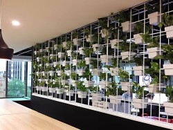 Inscape Indoor Plant Hire